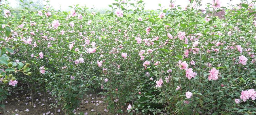 春天到来，木槿树开始发芽（春天到来）