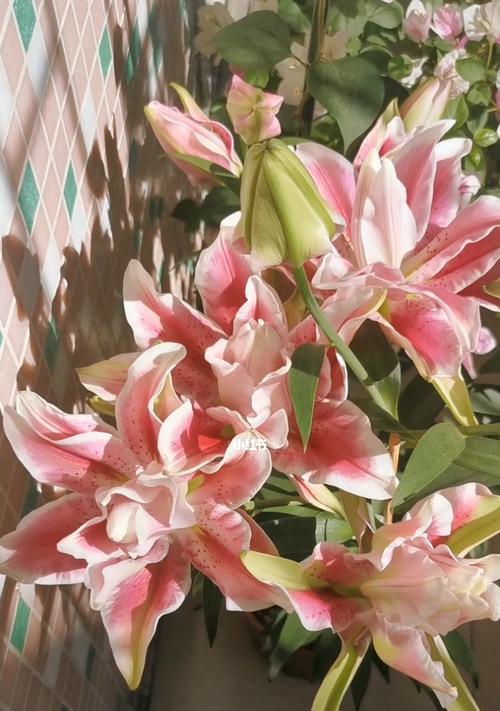 探秘复瓣百合的花语（绽放幸福的花朵——复瓣百合的花语解读）