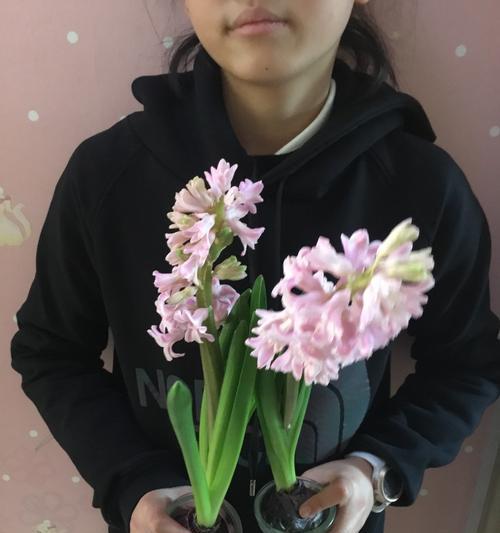 风信子的花语——传递情感的多彩语言（用花语描绘感情的鲜活画卷）