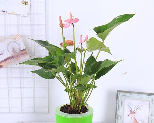 植物室内装饰的意义（在家中打造绿意盎然的天地）