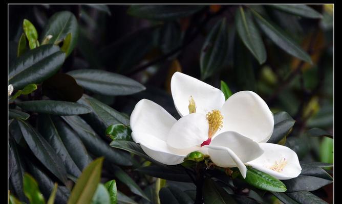 广玉兰花的象征意义与传承之美（广玉兰花的文化内涵与审美价值）