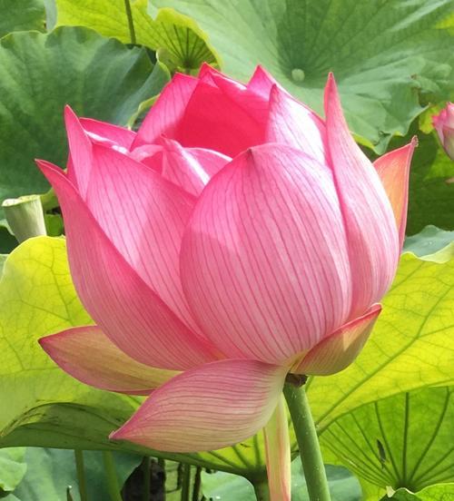 荷花花语——洁白梦幻的生命之花（荷花的花语及其传达的情感和寓意）