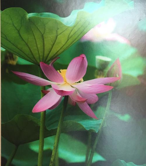 荷花的花语及资料（荷花的美丽与寓意）