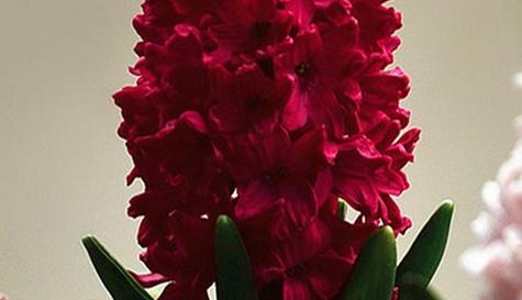 粉红风信子花语（探索粉红风信子的神秘花语）
