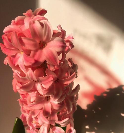 红色风信子花语（探寻红色风信子的象征意义与情感表达方式）