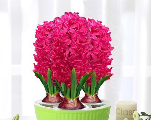 红色风信子花语（风信子花语探秘）