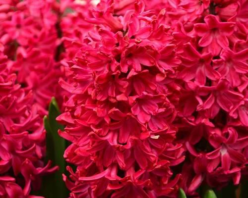 红色风信子花语的启示（红色风信子的含义与象征）