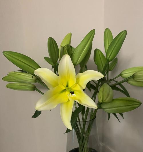 百合花开，黄天霸的寓意深远（一朵黄色的百合花）
