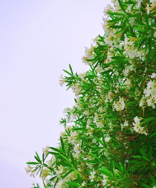 夹竹桃花语传说的美丽与神秘（揭开夹竹桃花背后的传说和寓意）