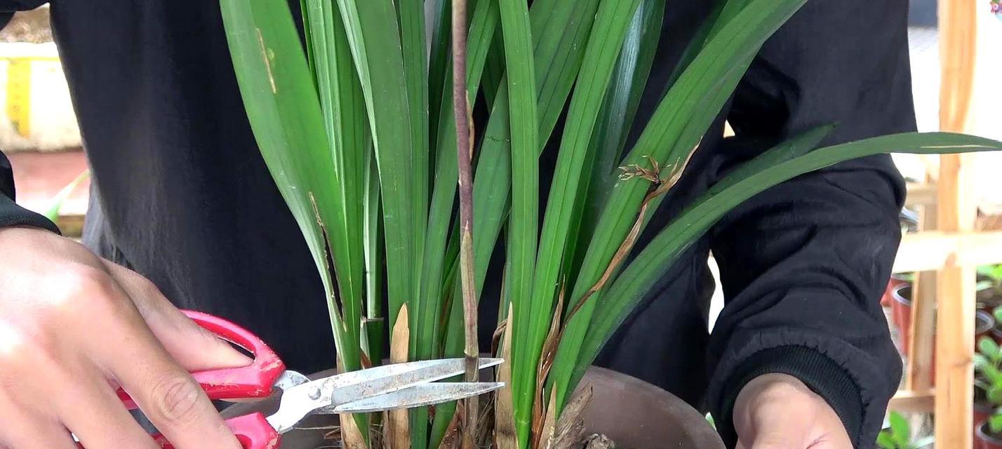 家养兰花，增添生活的美好（让兰花点缀家园）