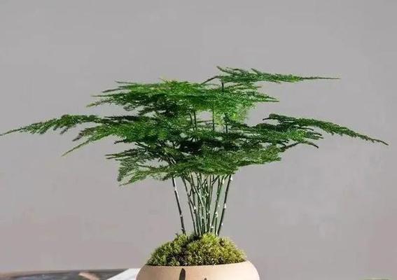 家里养文竹的寓意-绿意盎然（以家居文化传承绿色生活的理念）