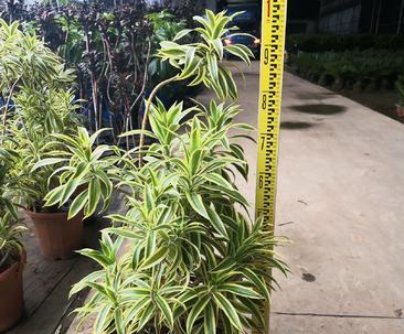 金心百合竹花语（让心灵共鸣的竹林花海）