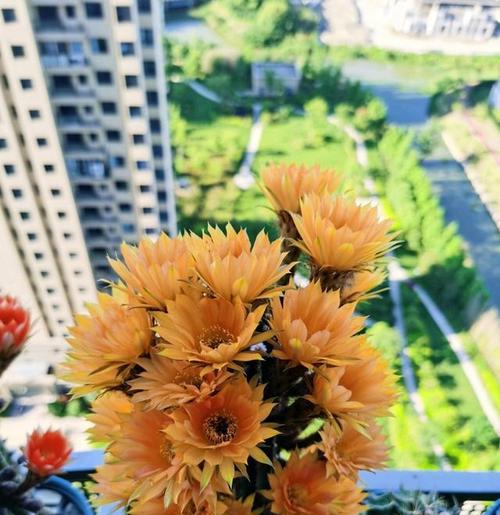 金星仙人球花语（探索金星仙人球花语的深层含义和美丽内涵）