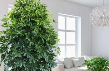 双子座最佳养财植物大揭秘（掌握这些植物）