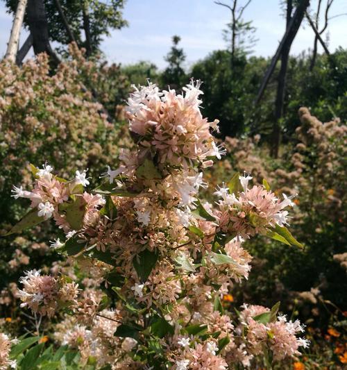 水稻花的性别和特征研究（单性花与双性花的区别及其影响）