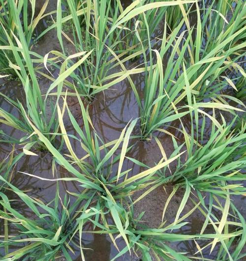 水稻黄叶病防治之药物治疗（探讨水稻黄叶病用药的优缺点及选药原则）
