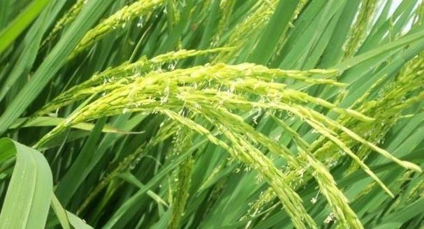 水稻生长温度与产量关系探析（以28℃为界）