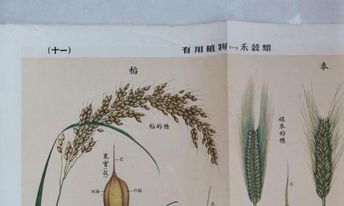 水稻——是碳水化合物的代表吗（探究水稻中的主要营养成分及其含量）
