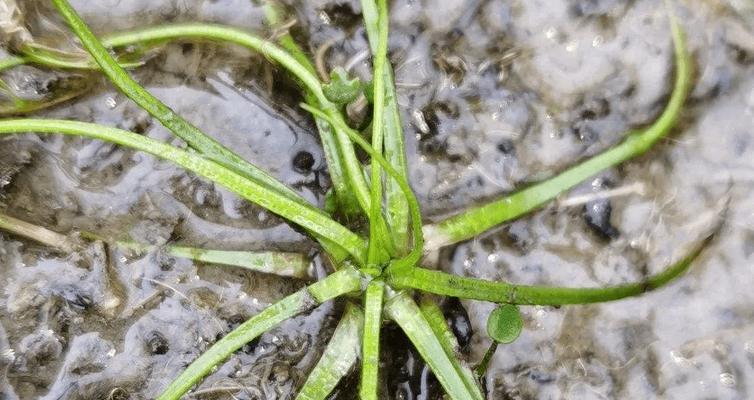 水韭，蕨类植物的美味佳肴（从生长环境到烹饪技巧）