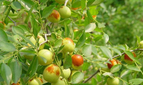 红枣的开花结果季节与特点（红枣开花结果季节）