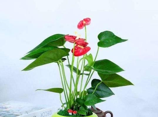 红掌不长叶子怎么办（如何让红掌恢复长叶子）