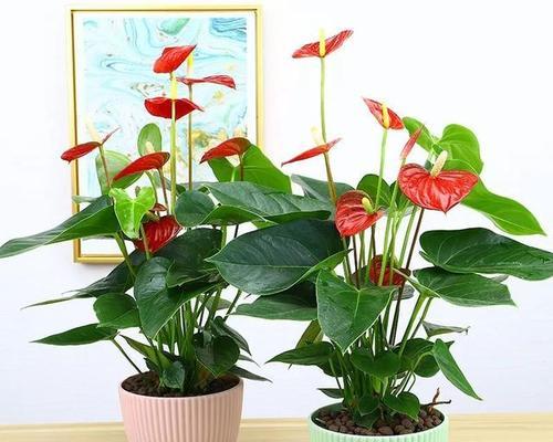 红掌的花语和寓意（解读红掌花的吉祥寓意）