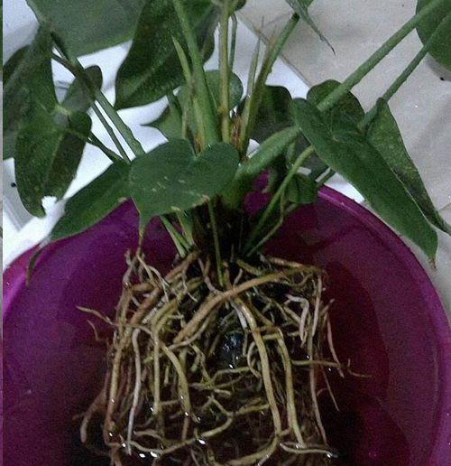 红掌的根系究竟有多发达（探秘红掌根系的秘密）
