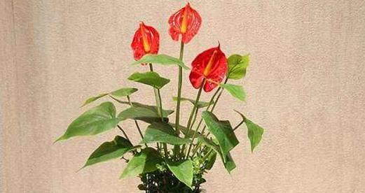红掌花期长短揭秘（揭开红掌花的盛放时间之谜）