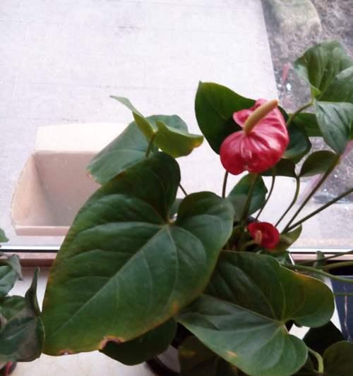 红掌花叶子发黄怎么办（叶子发黄怎么回事）