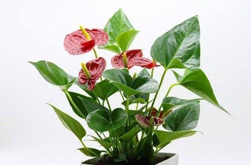 红掌花开花时间及特点（多年生常绿花卉）
