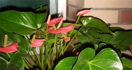 红掌花的毒性和适宜养护环境（掌握红掌花的毒性）