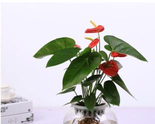 红掌花养护指南（家庭养法与注意事项）