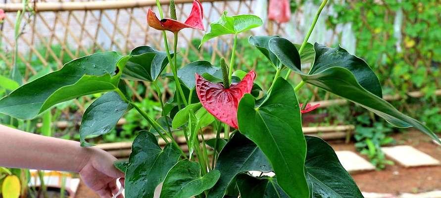 红掌花的家庭养法（美丽红掌花）