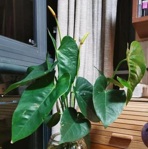 红掌换盆后的浇水技巧（如何科学浇水让红掌茁壮成长）