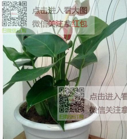 红掌换土的时间和方法（了解红掌栽培）