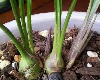 红掌换土全攻略（最佳换盆时间与土壤选择）