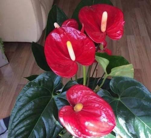 红掌开花后修剪技巧（掌握正确修剪方法）