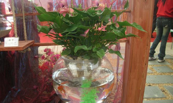 红掌水养指南（室内观叶植物的好伴侣）