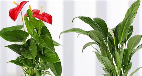 红掌的茶水浇灌方法（如何为红掌提供最适宜的水分）