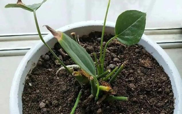 红掌烂根危机，怎么办（教你拯救热带植物生命）