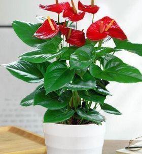 红掌的开花季节及频率（一年开几次花）