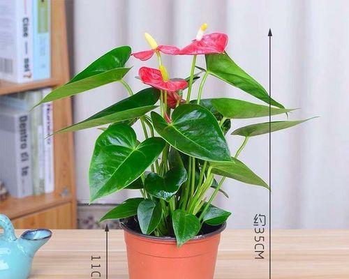 红掌种植盆型选择（大盆还是小盆）