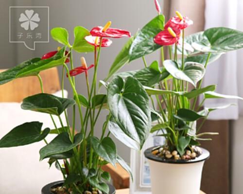 红掌——办公室不可错过的绿植之选（营造健康舒适的工作环境）