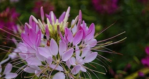 迷迭香花语的美丽与意义（探索迷迭香的花语）