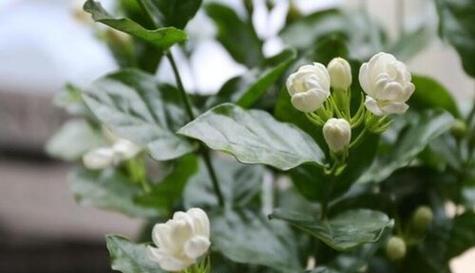 茉莉花的花语——香气与爱的化身（悠扬芬芳）