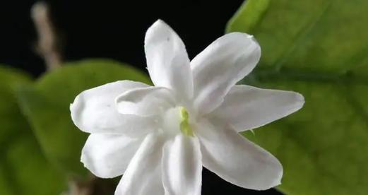 茉莉花语的意义与传承（探寻茉莉花背后的诗意与情愫）