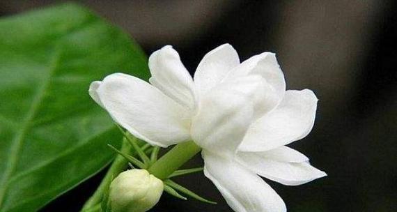 茉莉花的花语与寓意（探寻茉莉花的深意）