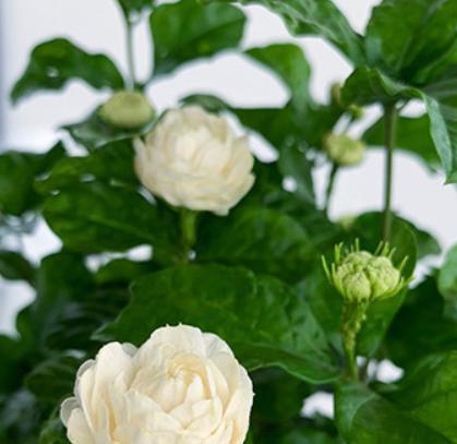 茉莉花的寓意和象征（花开香气四溢）