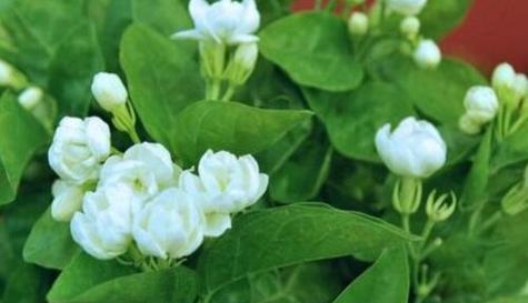 茉莉花的花语及其深层含义（解读茉莉花的语言）