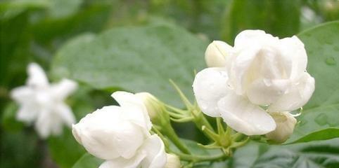 茉莉花的花语与寓意（香气四溢的茉莉花是什么含义）